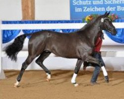 dressage horse Fürst Perona (Hanoverian, 2011, from Fürstenball)