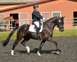 dressage horse Schwarzer Herzog (Hanoverian, 2014, from Schwarzgold)