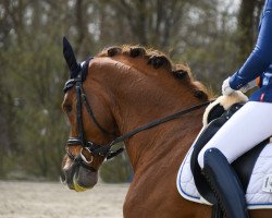 dressage horse Filou alive (Westphalian, 2014, from Flanissimo)