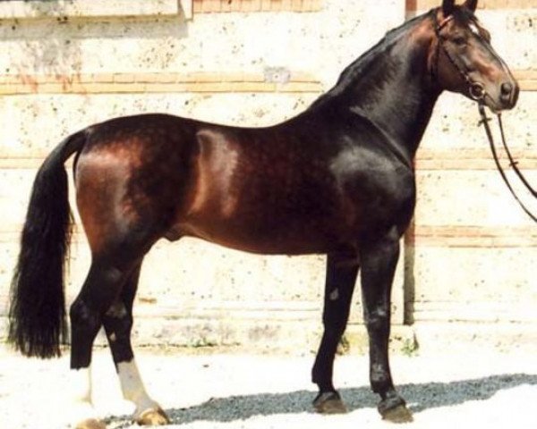 stallion Centimo (Oldenburg, 1980, from Canton)