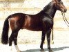 stallion Centimo (Oldenburg, 1980, from Canton)