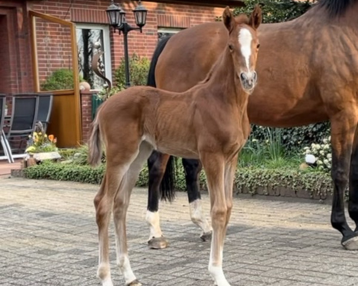 jumper High Level x Argentinus (Hanoverian, 2021, from High Level 7)