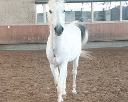 Springpferd Lonestar Johnny Skywalker (+) (American Saddlebred Horse, 2000)