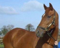 broodmare Independent Miss xx (Thoroughbred, 2000, from Polar Falcon xx)