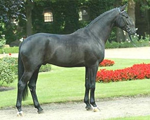 dressage horse Sir Bedo (Oldenburg, 1999, from Sandro Hit)