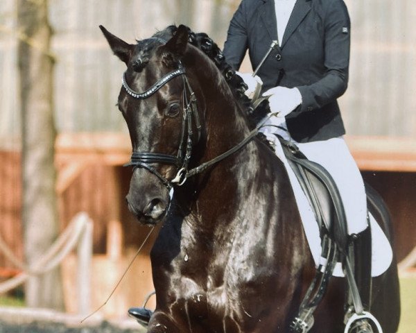 dressage horse Zinq Gran Torino Fh (Rhinelander, 2016, from Glamourdale)