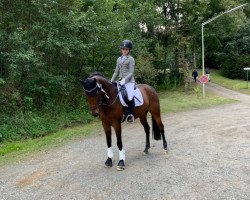 dressage horse Voluntaria (German Riding Pony, 2014, from Voyager 2)