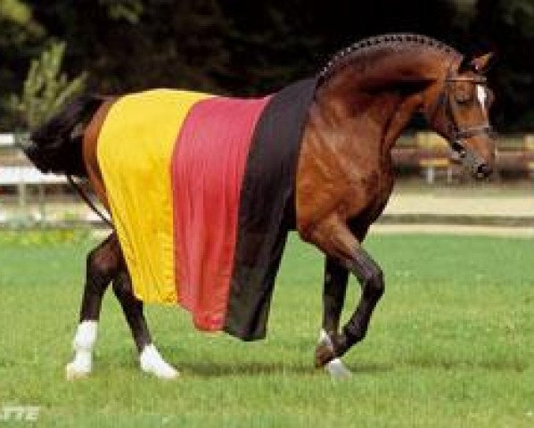horse Argentinus (Hanoverian, 1980, from Argentan I)