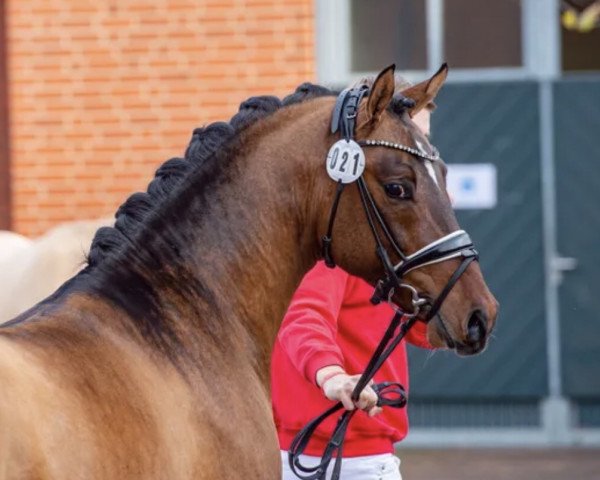 dressage horse Destination (German Riding Pony, 2018, from Danny Gold)