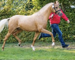 stallion Nouvel or (German Riding Pony, 2018, from Heidbergs Nancho Nova)