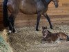 broodmare Hickstead Snow White (Westphalian, 2016, from Hickstead White)