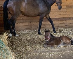 Zuchtstute Hickstead Snow White (Westfale, 2016, von Hickstead White)