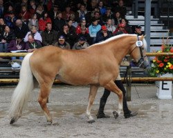 stallion liz. 201/T Standschütz (Haflinger, 1995, from Starkenbach)