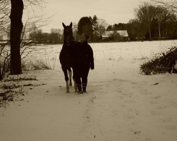 dressage horse Hans (KWPN (Royal Dutch Sporthorse), 2008)