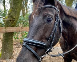 broodmare Donna (Hanoverian, 1999, from De Niro)