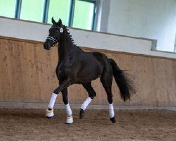 broodmare Prima Diva (Trakehner, 2016, from E.H. Millennium)