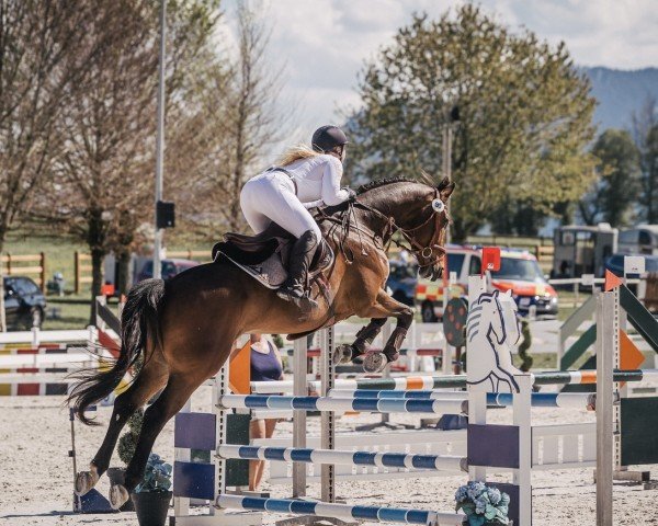 jumper Diamant B 4 (German Sport Horse, 2018, from Durello)