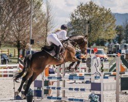 jumper Diamant B 4 (German Sport Horse, 2018, from Durello)