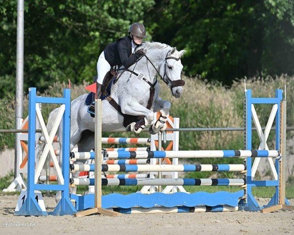 jumper Velvet Grey (Hanoverian, 2013, from Viscount 22)
