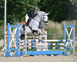 jumper Velvet Grey (Hanoverian, 2013, from Viscount 22)