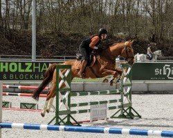 jumper Olympic Fire 9 (Trakehner, 2016, from Davidas)