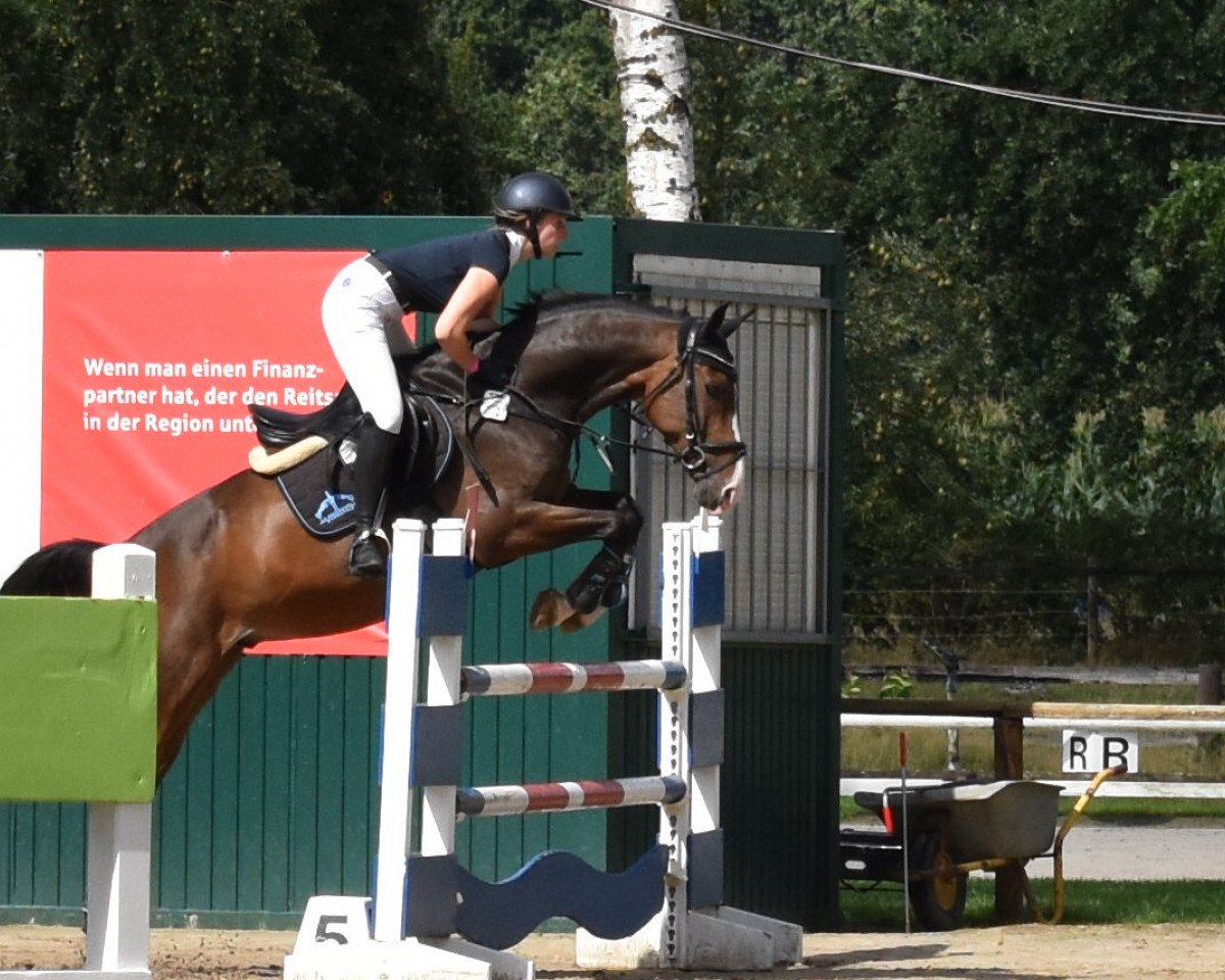 jumper Unser Prinz (Hanoverian, 2010, from Ustinov)