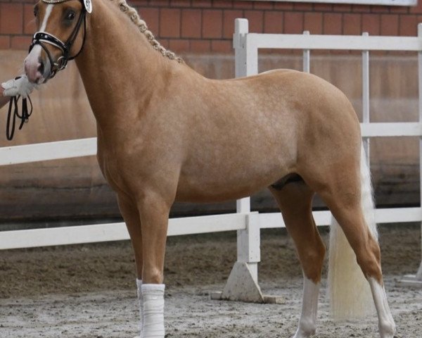 stallion Assenmachers Napoleon (German Riding Pony, 2017, from Fs Numero Uno)