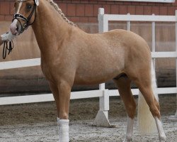 Deckhengst Assenmachers Napoleon (Deutsches Reitpony, 2017, von Fs Numero Uno)