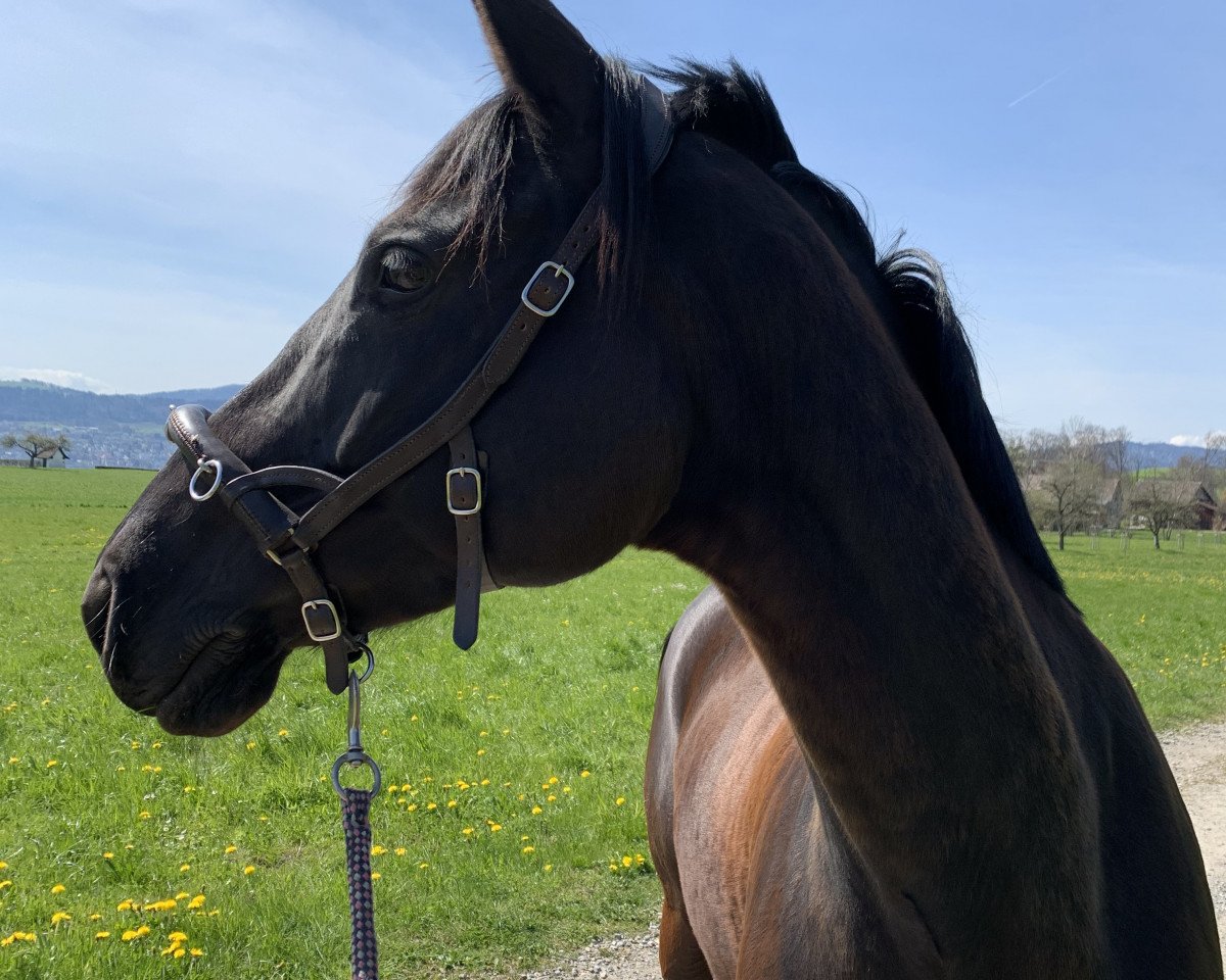 jumper Sajuri (Trakehner, 2011, from Heuberger TSF)