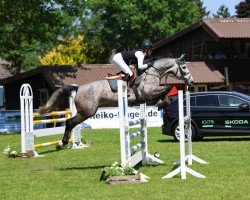 broodmare Dolfina (Hanoverian, 2019, from Dallas VDL Z)
