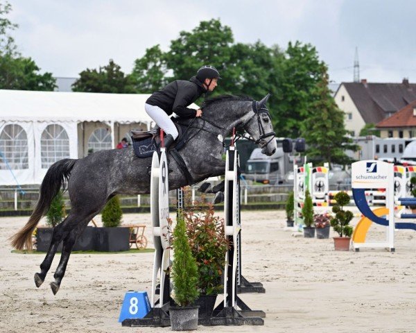 broodmare Charina Blue (Hanoverian, 2020, from Charthago Blue OLD)