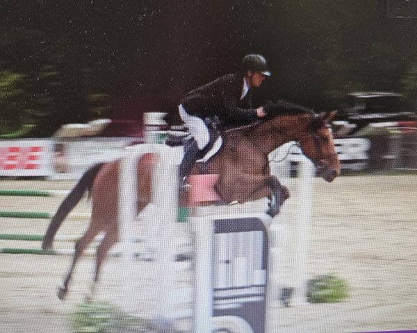 broodmare Cuvèe Noblesse (Hanoverian, 2020, from Comme il Faut)