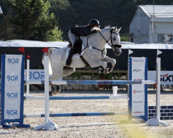 jumper Quioto (Holsteiner, 2008, from Quintero)