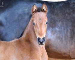 dressage horse Dream with me AWK (Oldenburg, 2021, from Dynamic Dream)