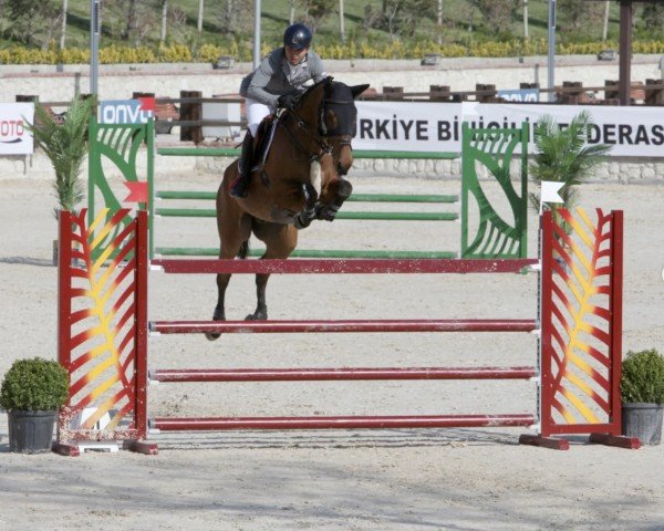 Springpferd El Paso de Mazeroy (unbekannt, 2014, von Quality Bois Margot)