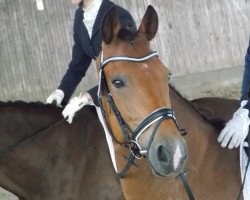 dressage horse Silvanus 10 (Westphalian, 2004, from Santa Cruz)