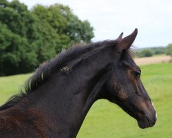 horse Quadrofino (Hannoveraner, 2017, from Quantensprung 3)