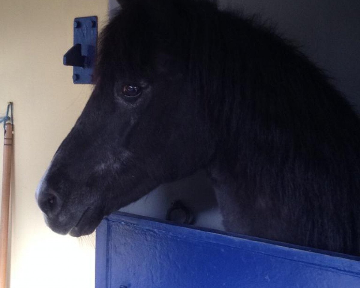 Deckhengst Rodan (New-Forest-Pony, 1986, von Briljant)