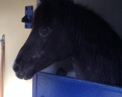 stallion Rodan (New Forest Pony, 1986, from Briljant)