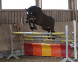 eventing horse Arbatax 3 (Holsteiner, 2013, from Alant)