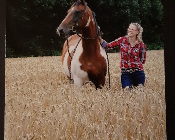 jumper Billy 530 (Pinto / Small Riding Horse, 2007)