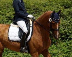 dressage horse All I want 2 (Württemberger, 2000, from Alcazaro)