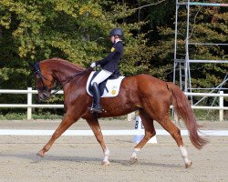 dressage horse Welieno (Hanoverian, 2005, from Weltmeyer)