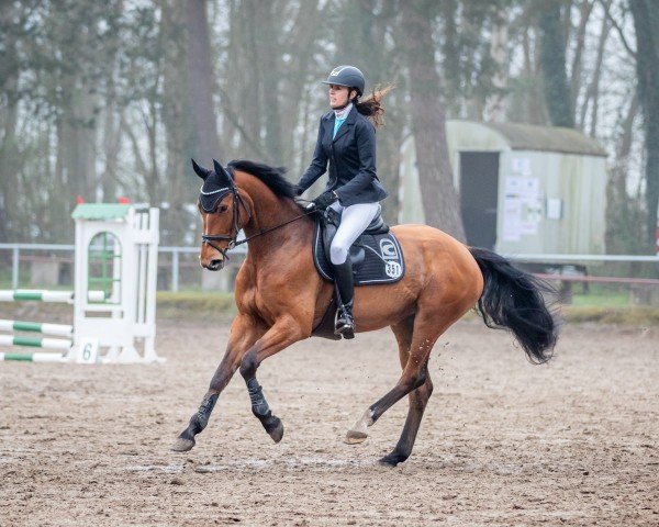 jumper Lady Lugar (Oldenburg show jumper, 2019, from Lex Lugar)