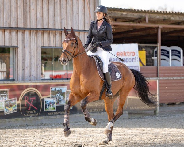 jumper Leo Luca (Westphalian, 2014, from Lordanos)