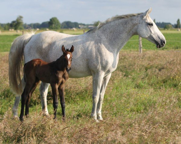 foal by Die Fina HP (Hanoverian, 2025, from Drako de Maugre)