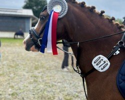 jumper Timms Monte (German Riding Pony, 2019)
