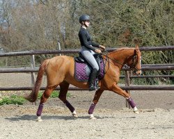 broodmare Melli's Jolina (German Riding Pony, 2016, from Heidbergs Nancho Nova)