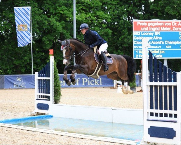 jumper Looney Br (German Sport Horse, 2019, from Clooney)