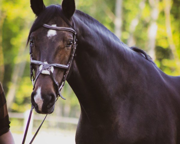 dressage horse Habari Gani (Hanoverian, 2010, from Hampton)